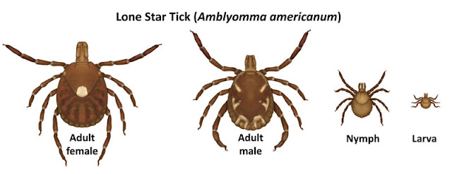 lone star tick family