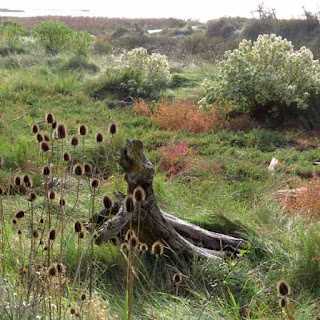 Marais, Meschers sur Gironde