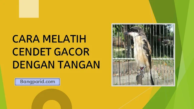 CARA MELATIH CENDET GACOR DENGAN TANGAN