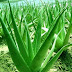 Aloe Vera - Use in Cuff & Cold