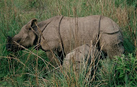 mother and baby rhinos