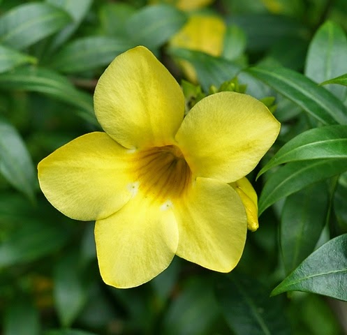 Manfaat dan Khasiat Bunga Alamanda  Allamanda Cathartica 