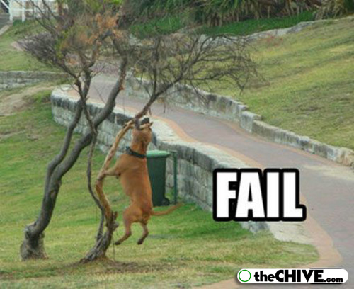 Funny fail pics dog animals