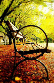A Restful Retreat: The Story of the Relaxing Chair Under the Shady Tree