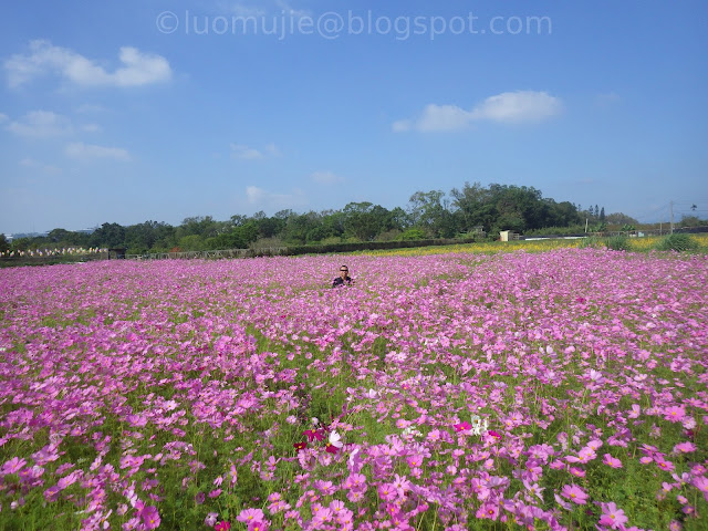 Xinshe Sea of Flowers