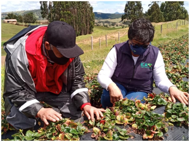 En Boyacá, el ICA hace vigilancia en plagas de control oficial en cultivos de fresa