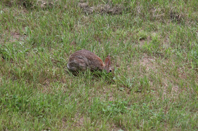 one of our Runny Babbits in Summer