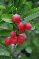 buah khas Indonesia, buah langka Indonesia