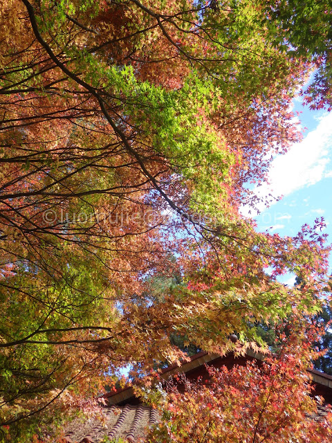 Fushoushan Farm maple autumn foliage