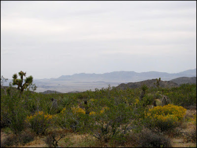 Joshua Tree National Park,desert senna,Mojave,desert,flowers,wildflowers