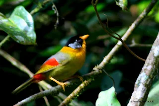 Mesia at Fraser's Hill International Bird Race - 2008