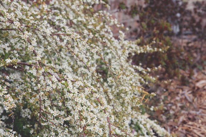 Spring Flowers