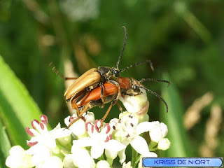 Lepture rouge - Lepture à élytres rousses - Stictoleptura rubra 