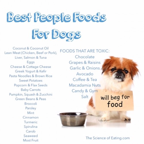 These Are The 31 Healthiest Foods For Your Dog