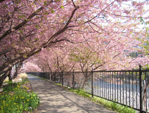 [http://FindWisata.blogspot.com] Taman Bunga Sakura, Cibodas
