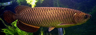 Ikan Arwana Irian (Jardini)