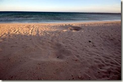 turtle diggings