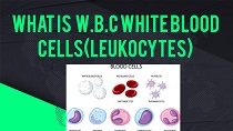 white blood cells,white blood cell,white blood cell function,what are white blood cells,types of white blood cells,white blood cells attacking bacteria,white blood cells physiology,white blood cell video,blood cells,white blood cells low,white blood cells in hindi,white blood cell donation,white blood cell formation,white blood cells function,blood,white blood cell (anatomical structure),white blood cell diagram,white blood cell transfusion