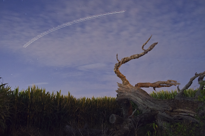 dead tree star trails