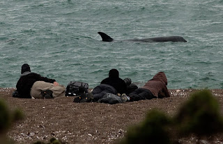 Orcas Season in the best of the season - Punta Norte