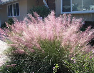 Image result for muhly grass