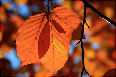 Three brown beech leaves (Fagus sylvatica) 