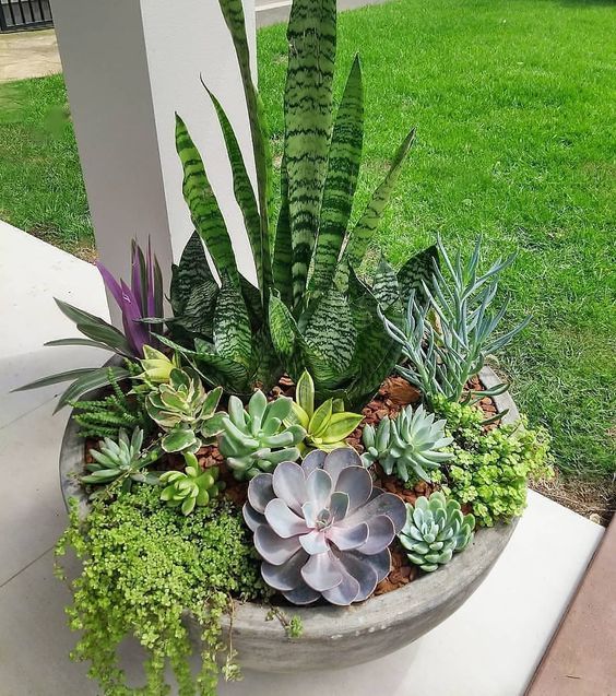15 arranjos com suculentas e cactos