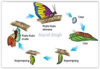 Daur Hidup Kupu-kupu