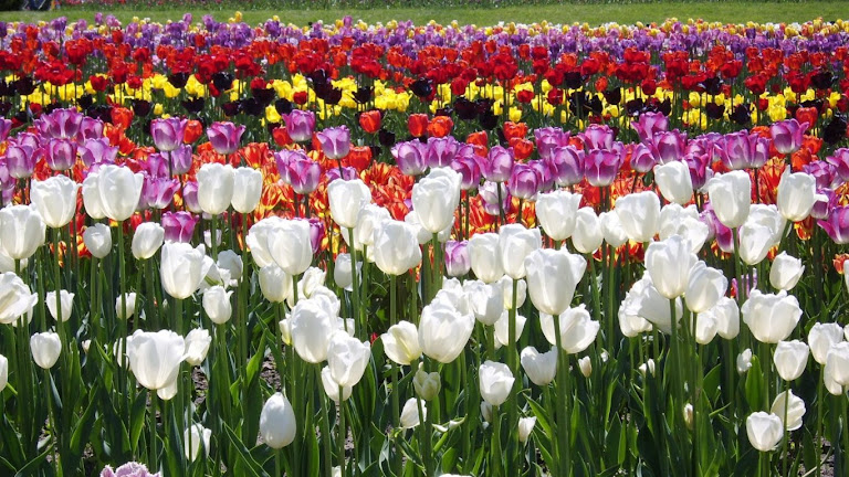 Tulips Flowers HD Wallpaper 6