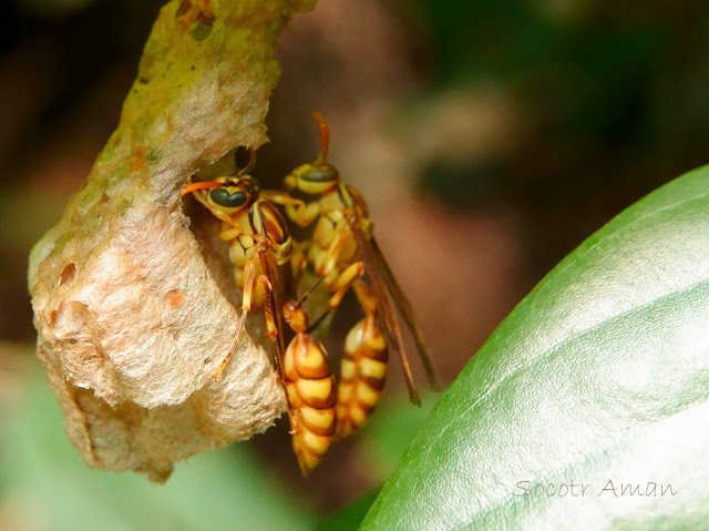 Parapolybia crocea