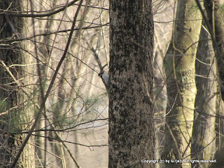 Downy Woodpeckers