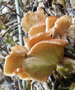 Oyster Mushrooms (I think!)