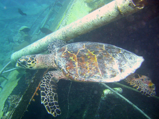 green turtle, chagos, salomon archipelago, diego garcia