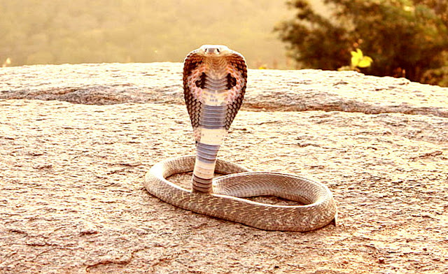 Indian Cobra