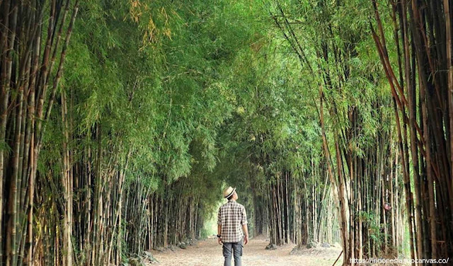hutan bambu di taman sakura surabaya