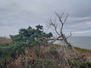 Cypress Tree Bending at Beach