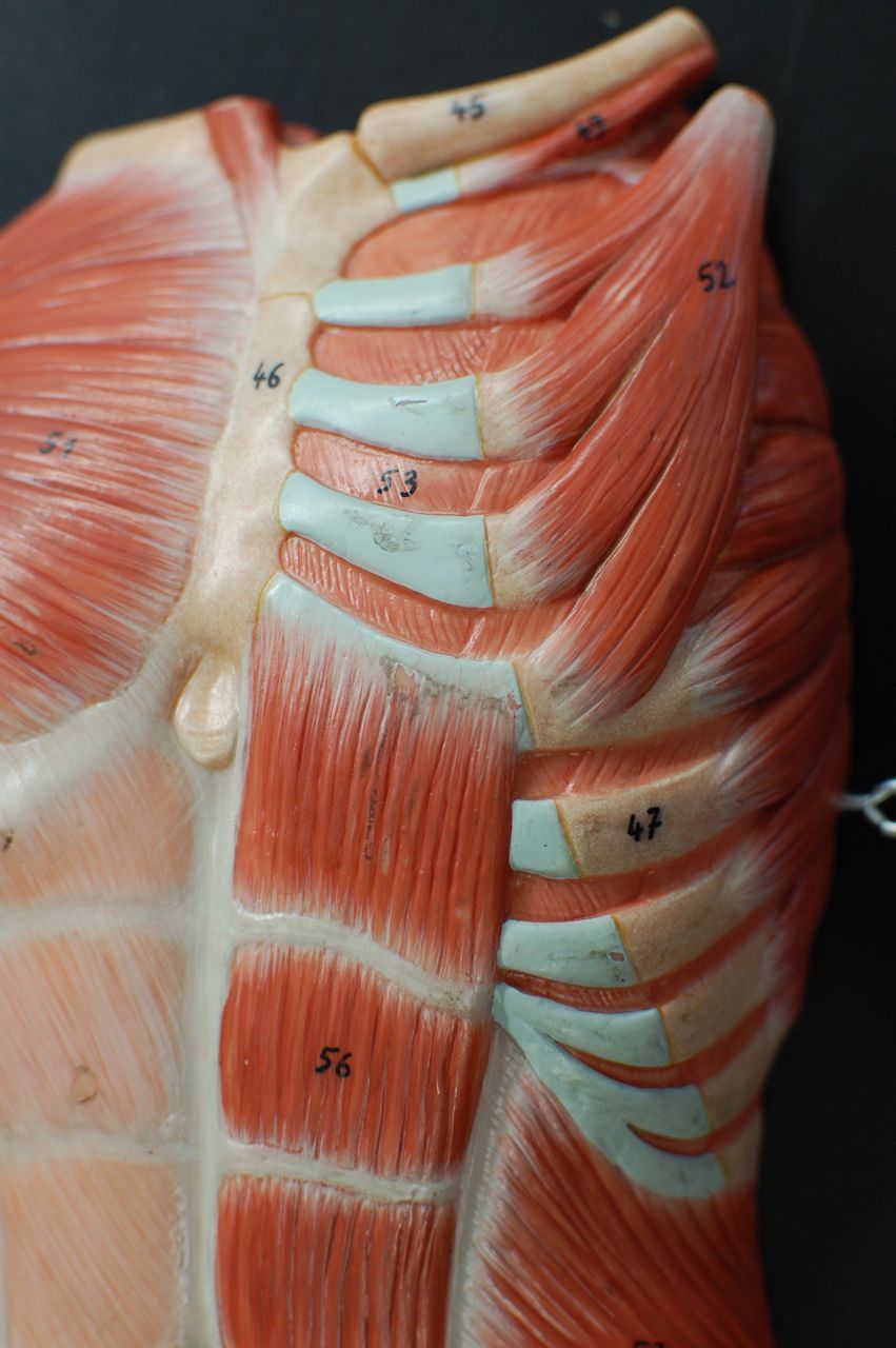 Human Anatomy Lab: Muscles of the Torso
