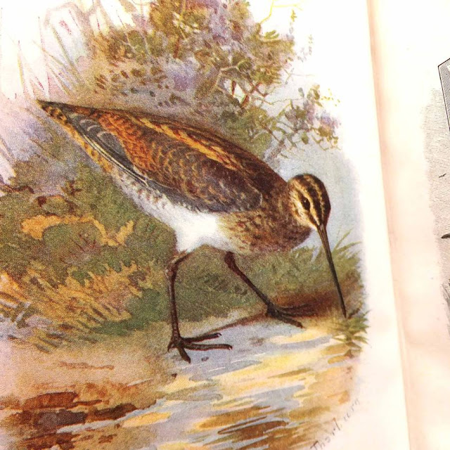 Antique Bird Books