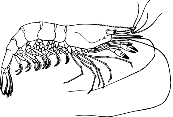Geography Blog: Prawn Coloring Page