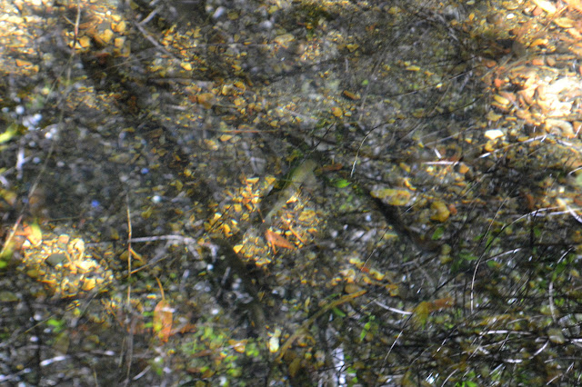 trout almost lost in reflection