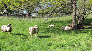 WWOOF usa north carolina