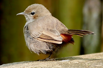 Indian Robin