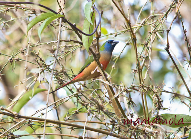 Kaeng Krachan, Pintail Parrotfinch