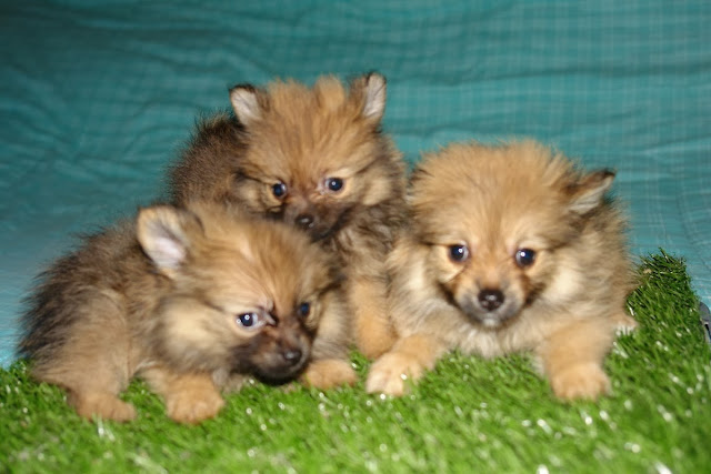 Perritos asustados