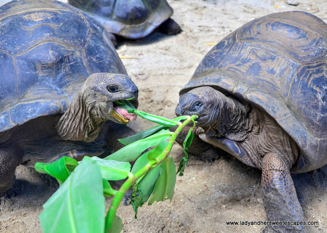 tortoise in Mahe Seychelles