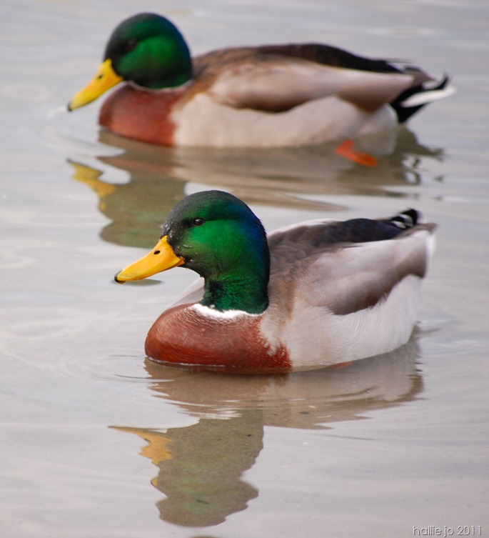 Ducks7