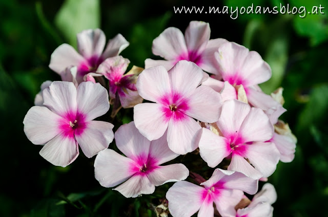 Phlox