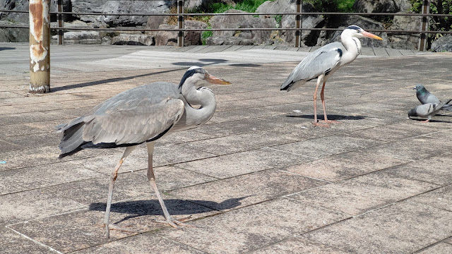 花博記念公園鶴見緑地