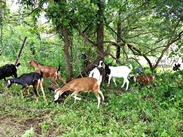 What does goat milk taste like? How should I store it? Here are resources on making cheese, tips on milking without being run over, training your goat to behave on the milkstand and more.