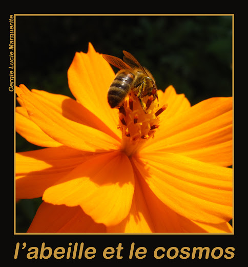 abeille_cosmos